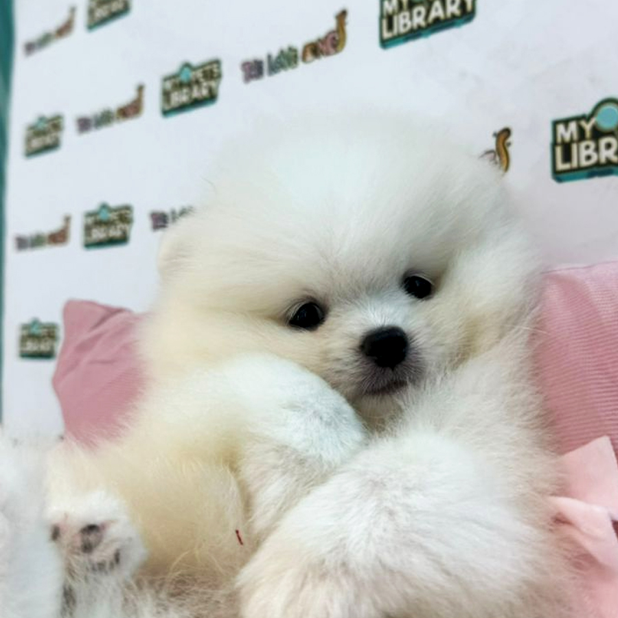 Pomeranian Puppy (Male) For Sale