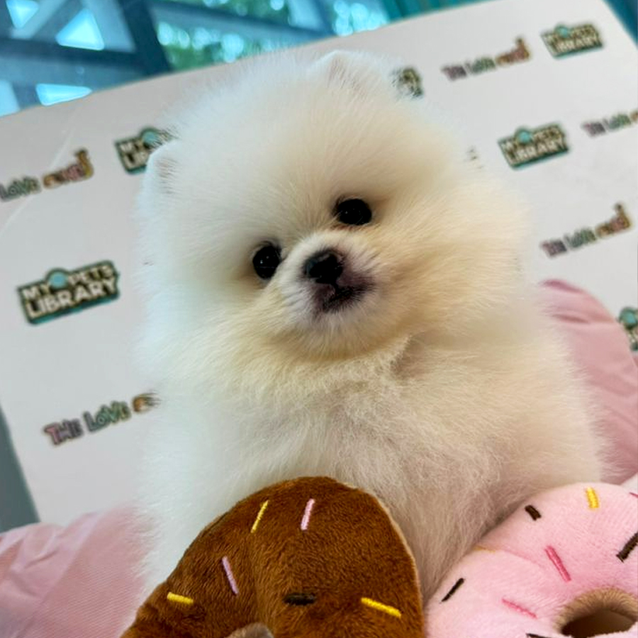 Pomeranian Puppy (Male) For Sale