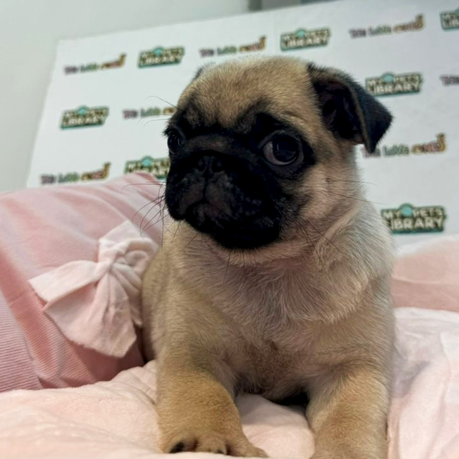 Pug Puppy (Male) For Sale