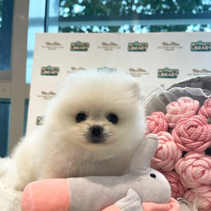 Tiny Teacup Pomeranian Puppy (Female) For Sale