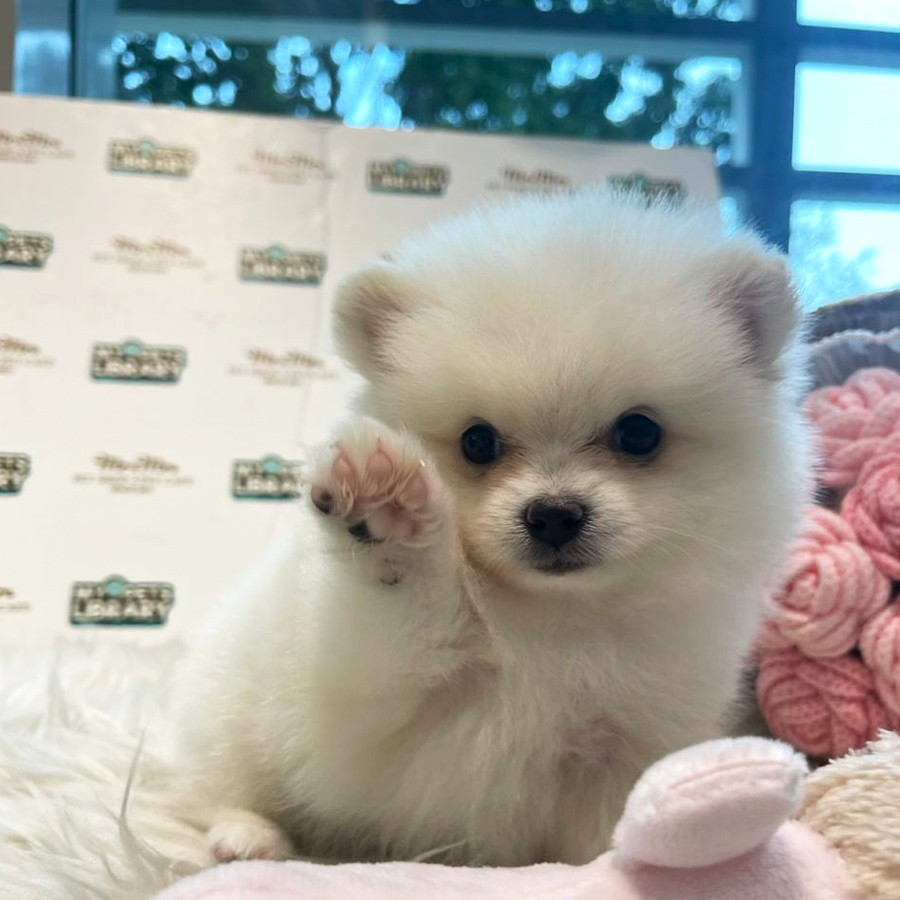 Tiny Pomeranian Puppy (Female) For Sale