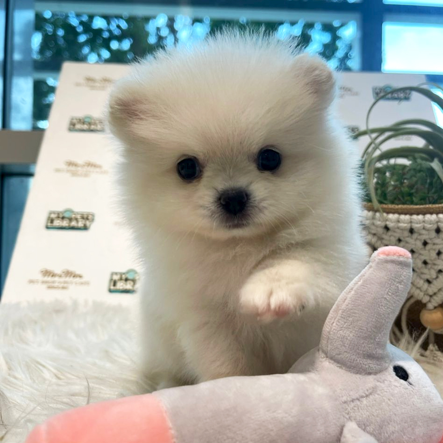 Tiny Pomeranian Puppy (Female) For Sale