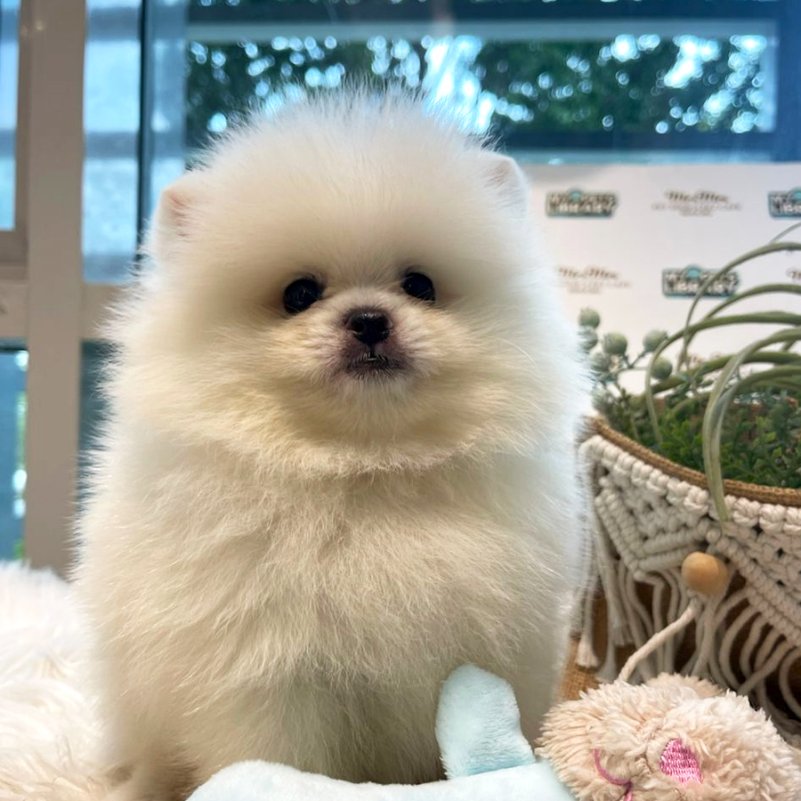 Pomeranian Puppy (Male) For Sale