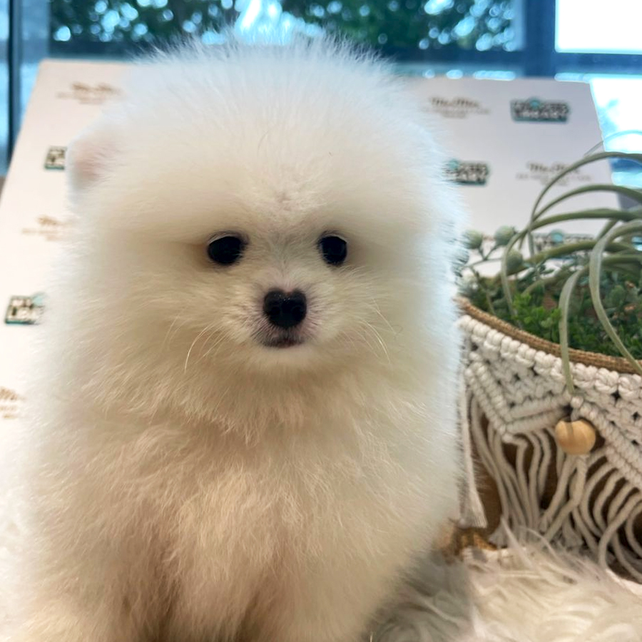 Pomeranian Puppy (Male) For Sale