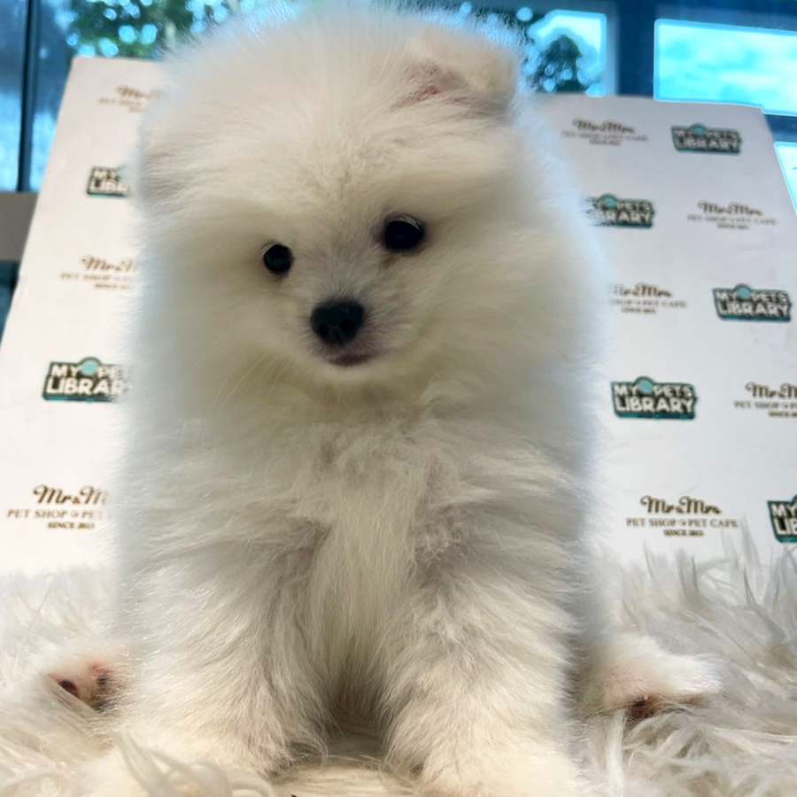 Pomeranian Puppy (Male) For Sale