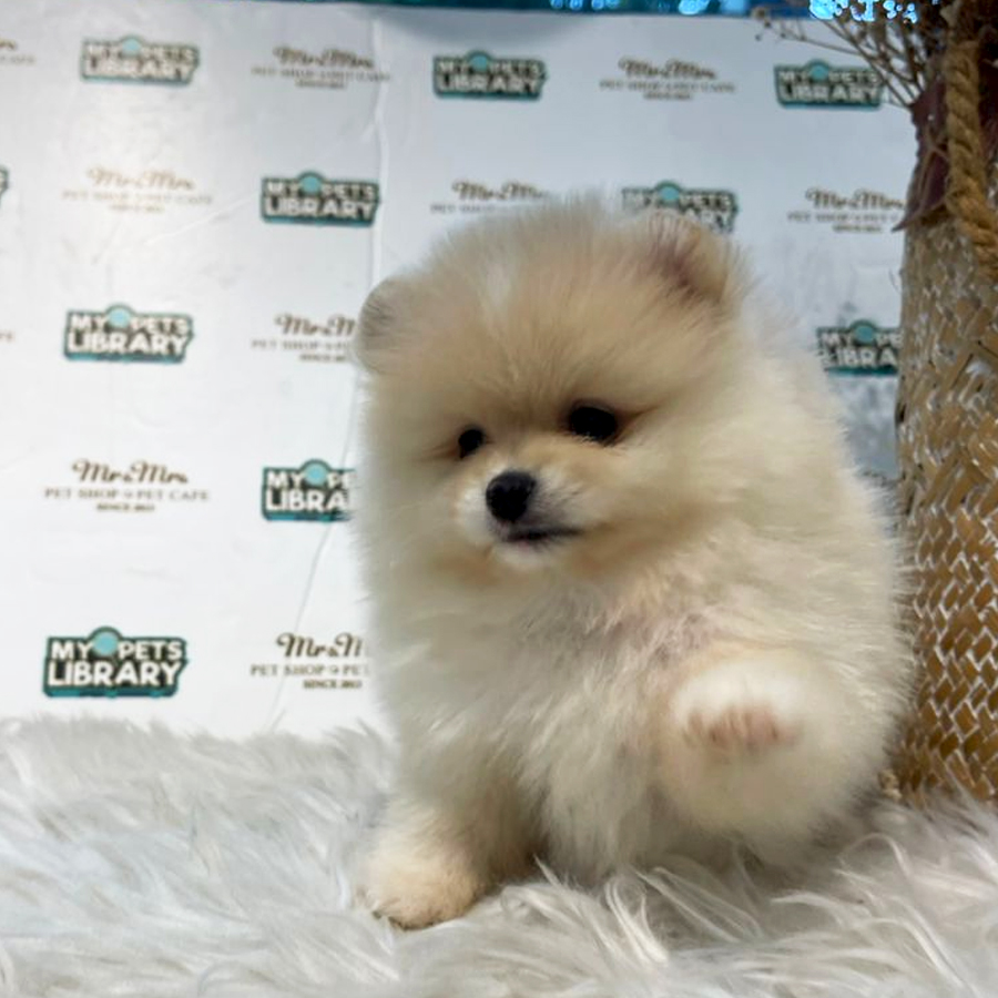 Pomeranian Puppy (Male) For Sale