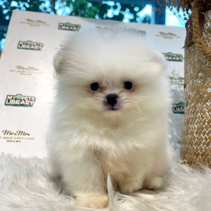 Tiny Teacup Pomeranian Puppy (Male) For Sale