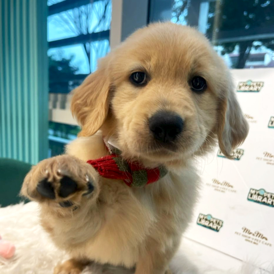 Golden Retriever Puppy (Female) For Sale