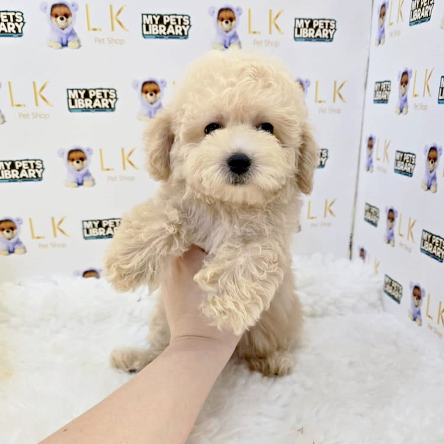 Toy Poodle Puppy (Male) For Sale