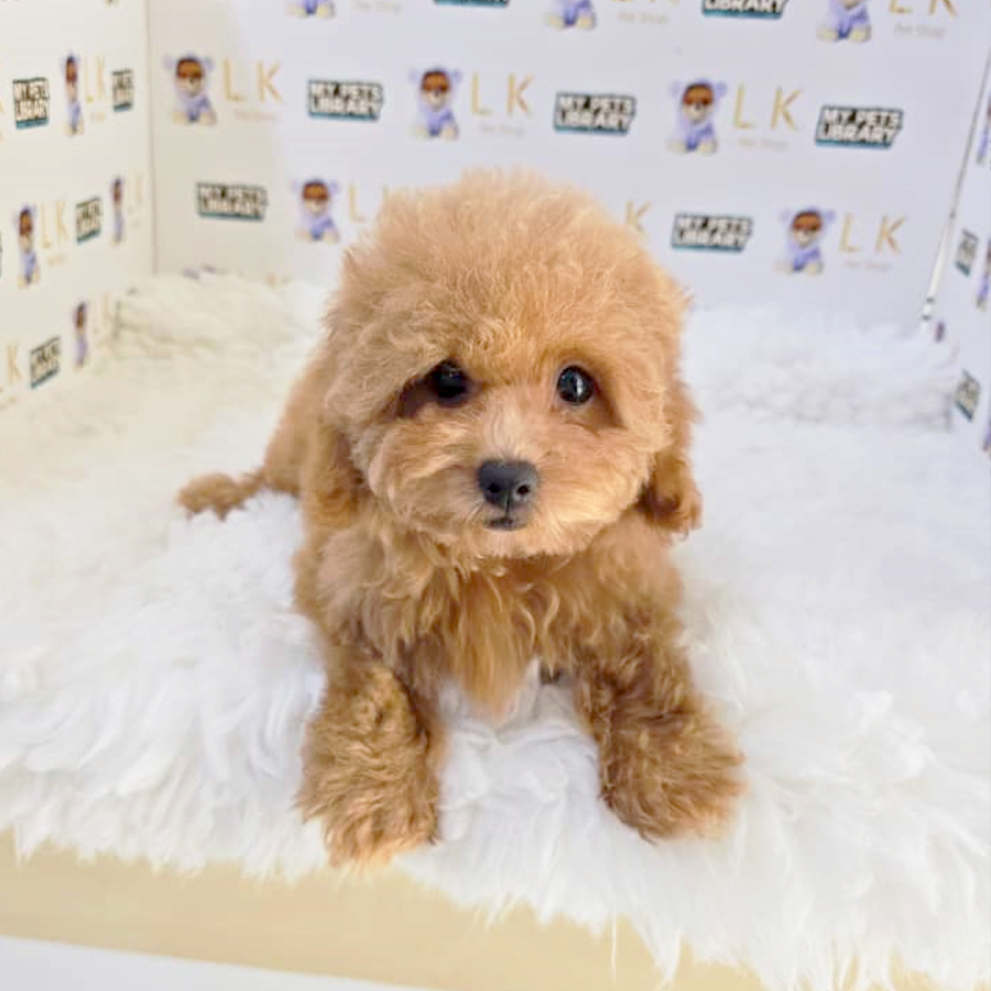 Maltipoo Puppy (Female) For Sale