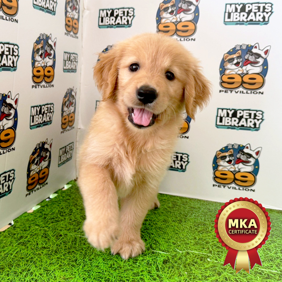 MKA Golden Retriever Puppy (Female) For Sale