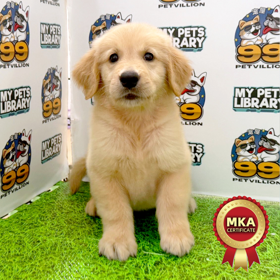 MKA Golden Retriever Puppy (Male) For Sale