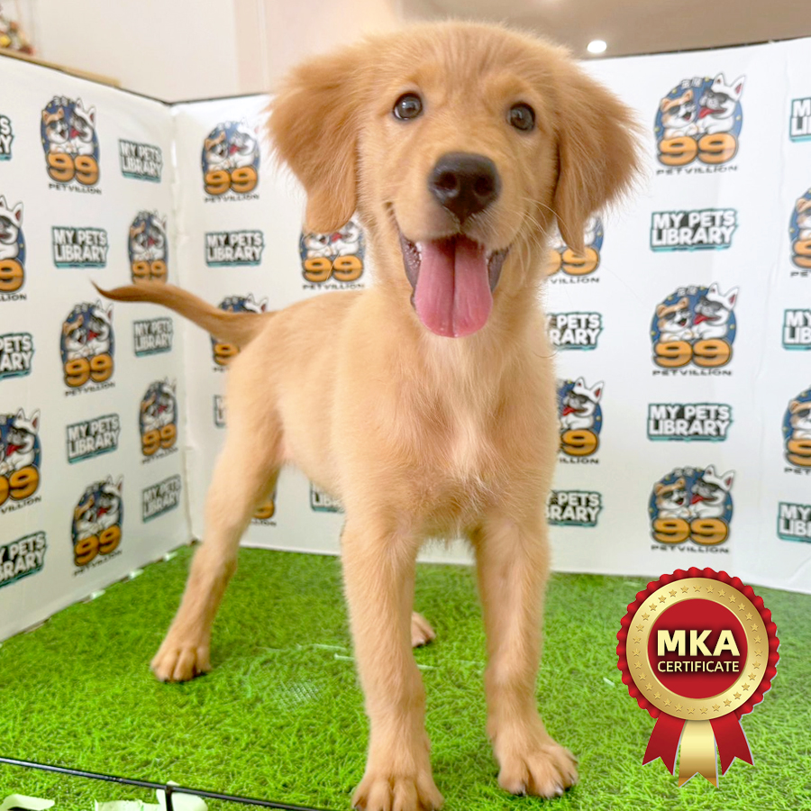 MKA Golden Retriever Puppy (Female) For Sale