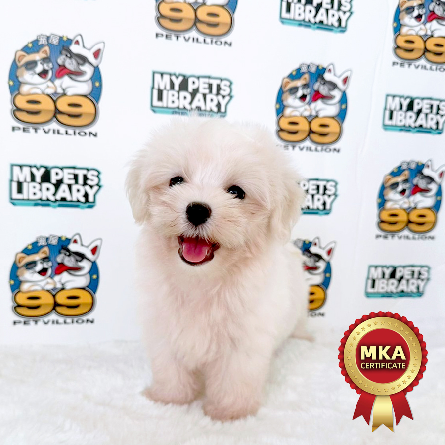 MKA Tiny Maltese Puppy (Male) For Sale