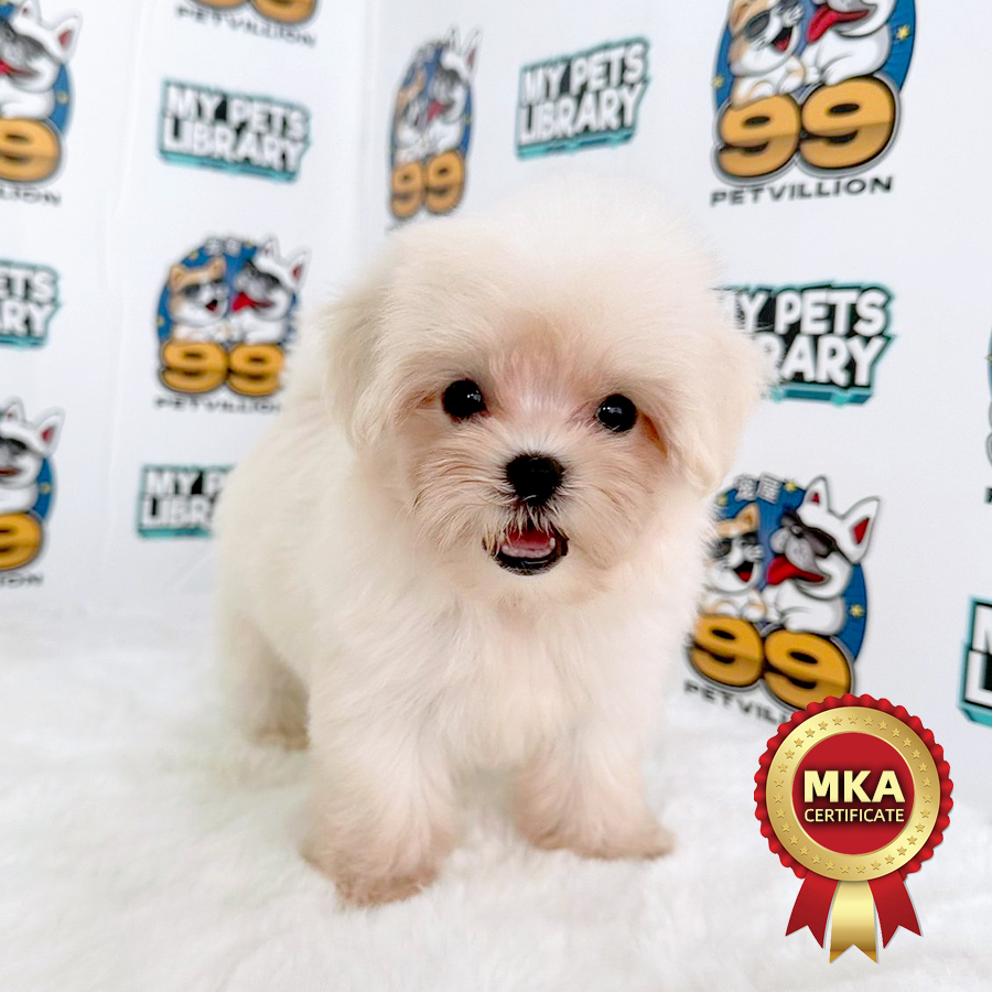 MKA Tiny Maltese Puppy (Female) For Sale