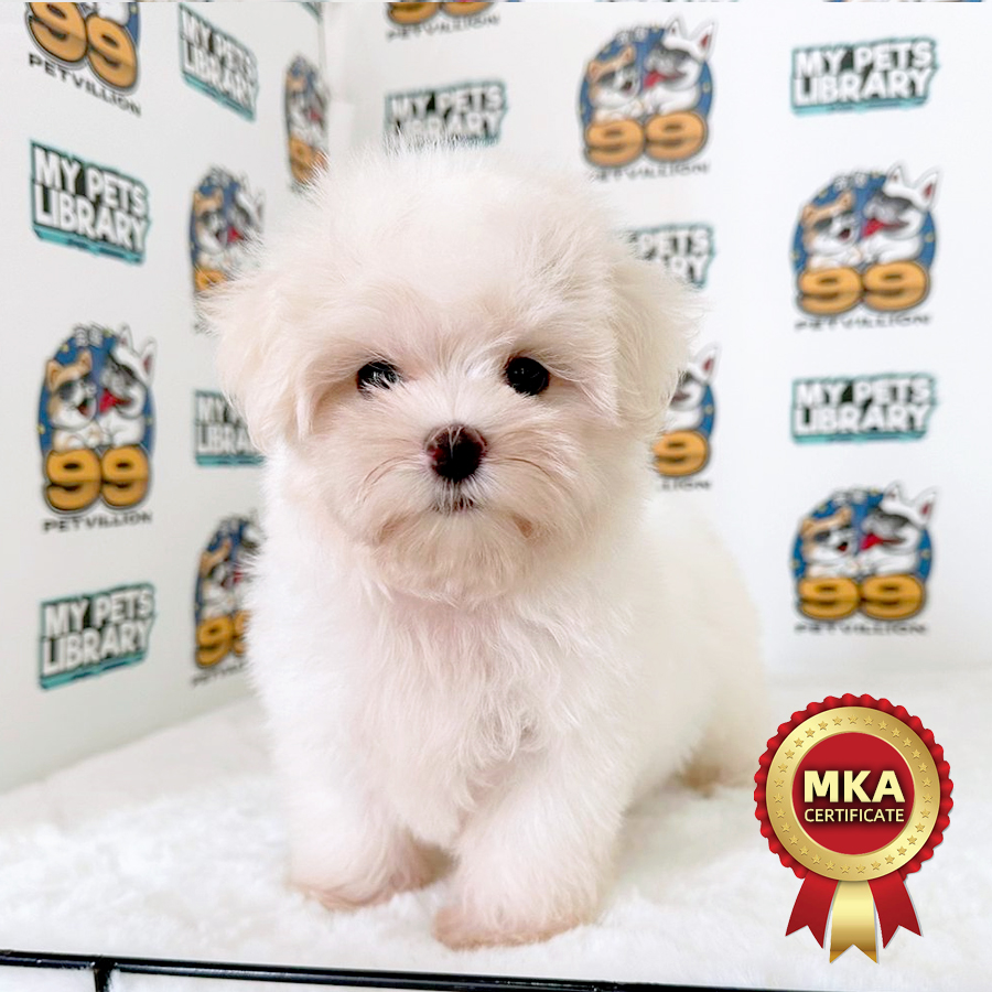 MKA Tiny Maltese Puppy (Female) For Sale