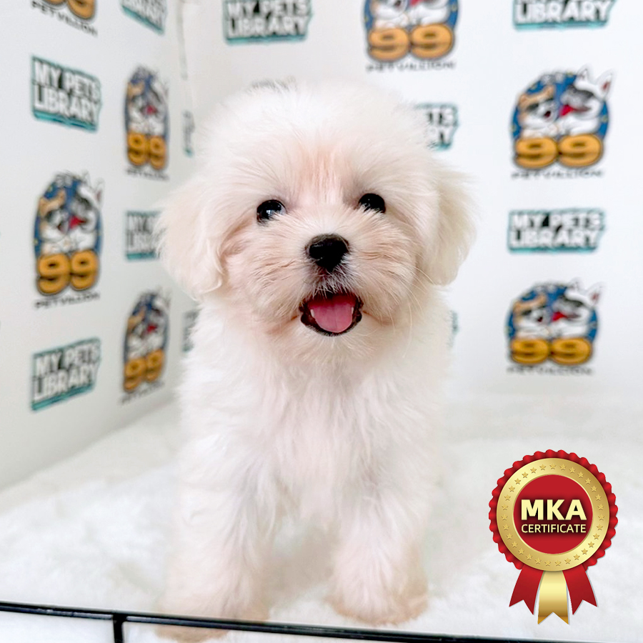 MKA Tiny Maltese Puppy (Female) For Sale