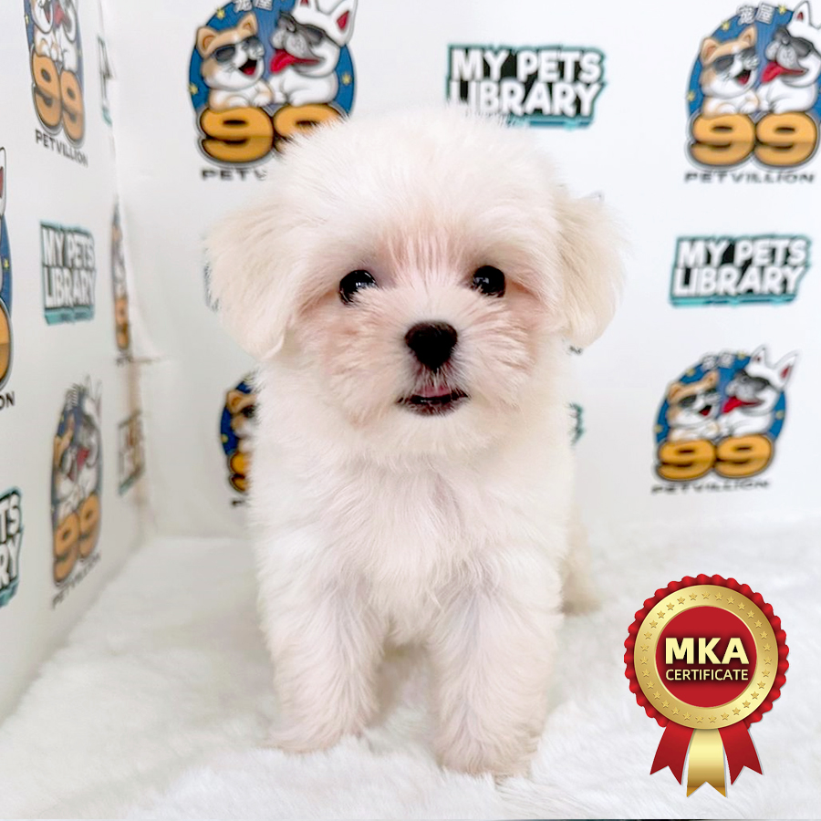 MKA Tiny Maltese Puppy (Female) For Sale
