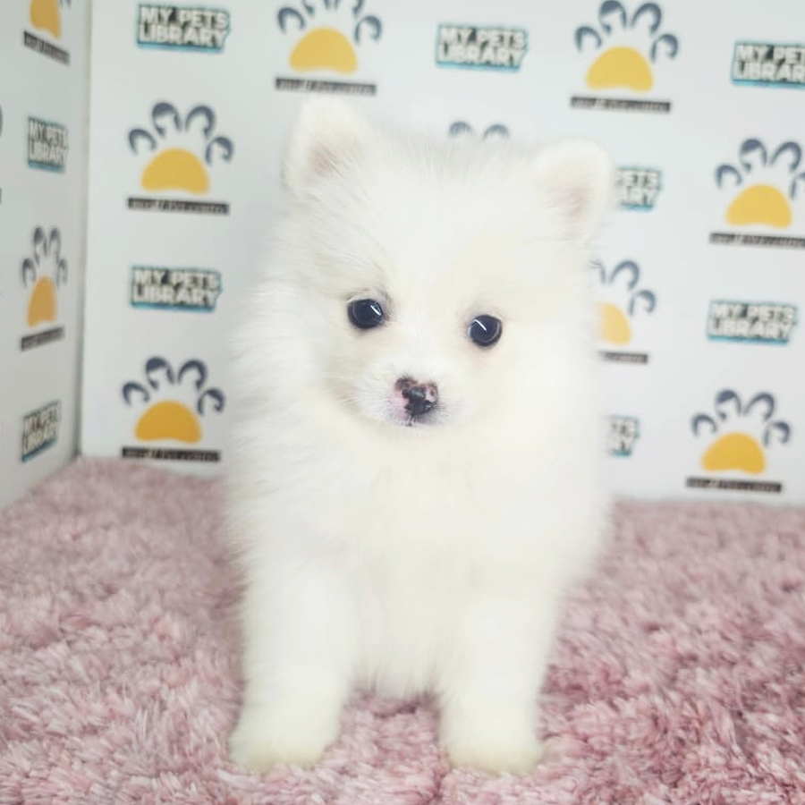 Tiny Pomeranian Puppy (Female) For Sale
