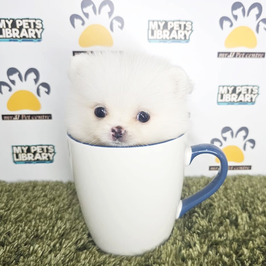 Teacup Pomeranian Puppy (Male) For Sale