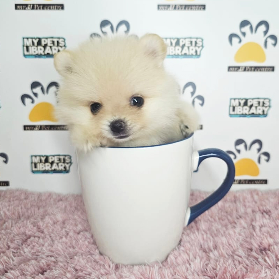 Teacup Pomeranian Puppy (Female) For Sale