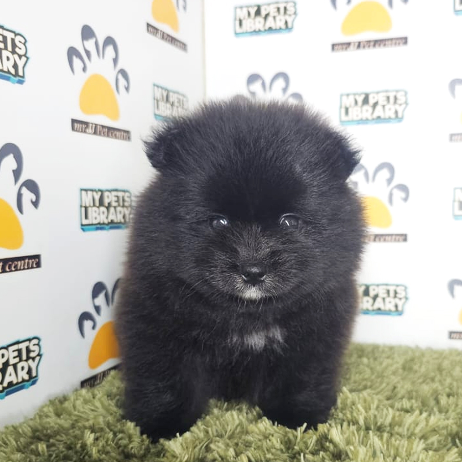 Tiny Pomeranian Puppy (Male) For Sale