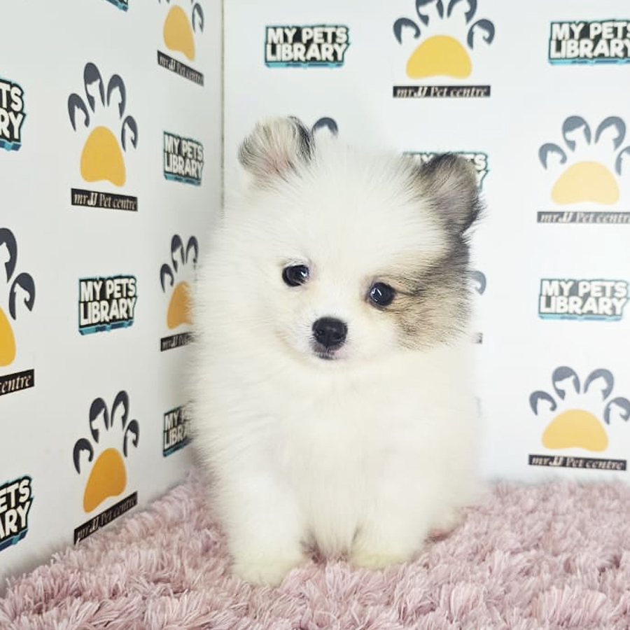 Tiny Pomeranian Puppy (Female) For Sale