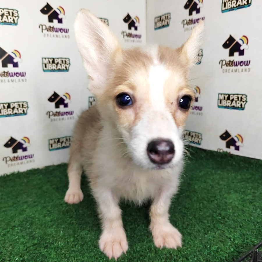 Welsh Corgi Puppy (Male) For Sale