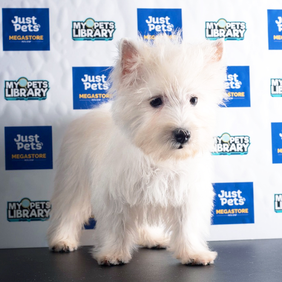 West Highland Terrier Puppy (Female) For Sale