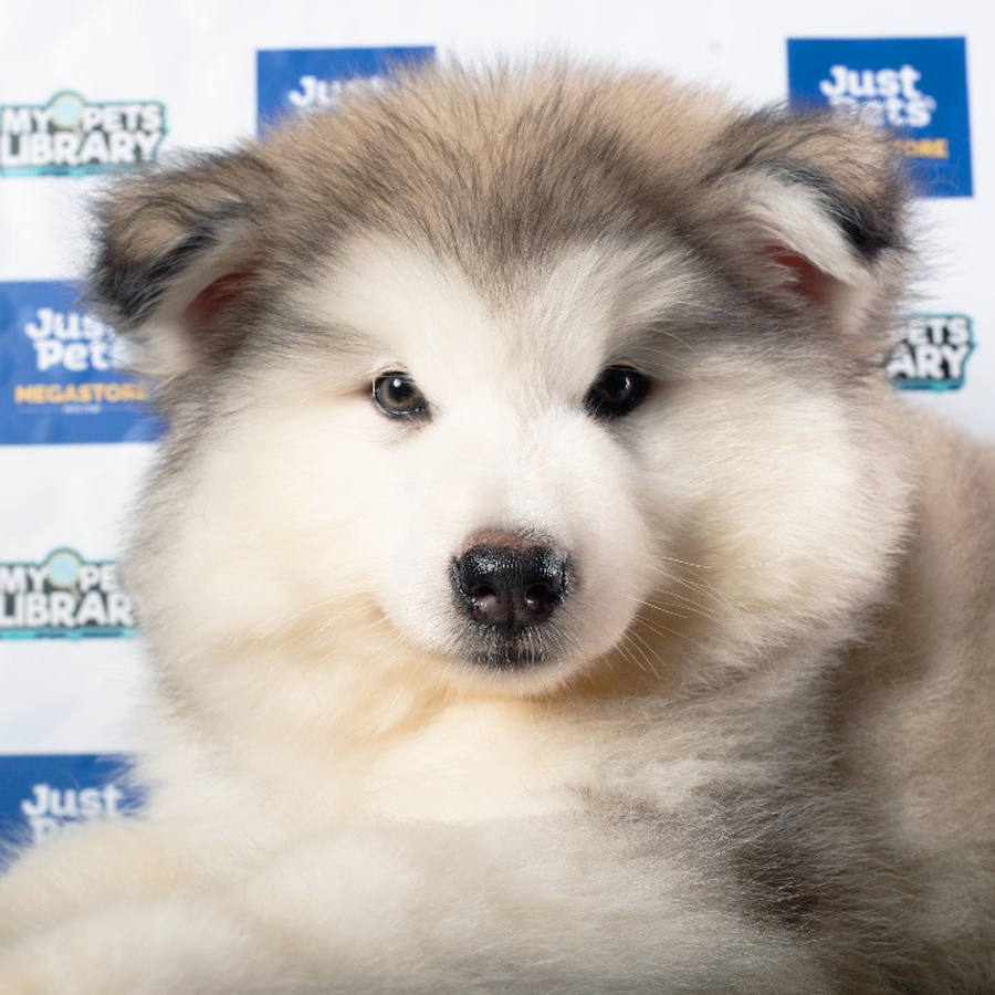 Alaskan Malamute Puppy (Female) For Sale