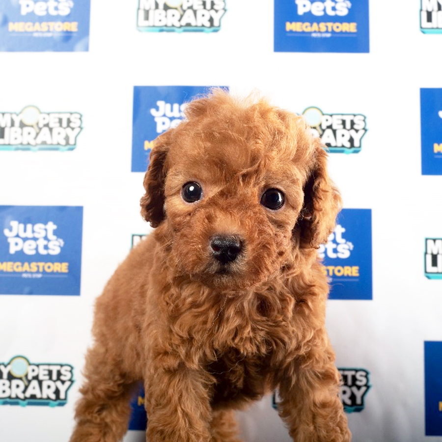 Toy Poodle Puppy (Male) For Sale