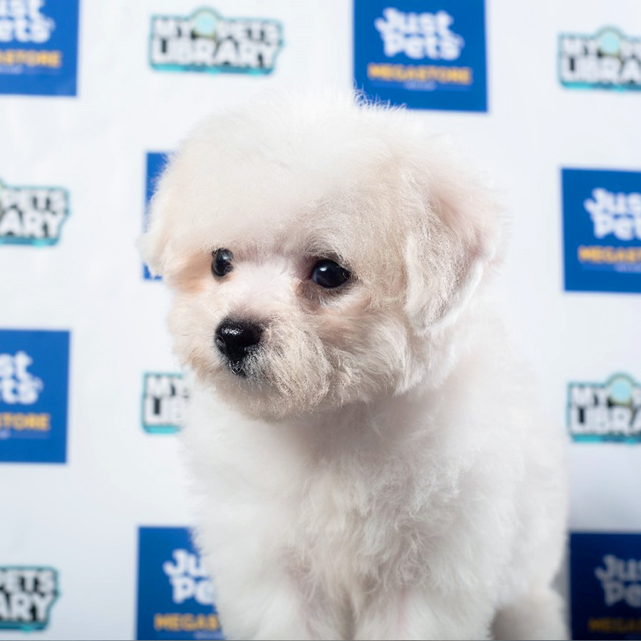 Bichon Frise Puppy (Female) For Sale
