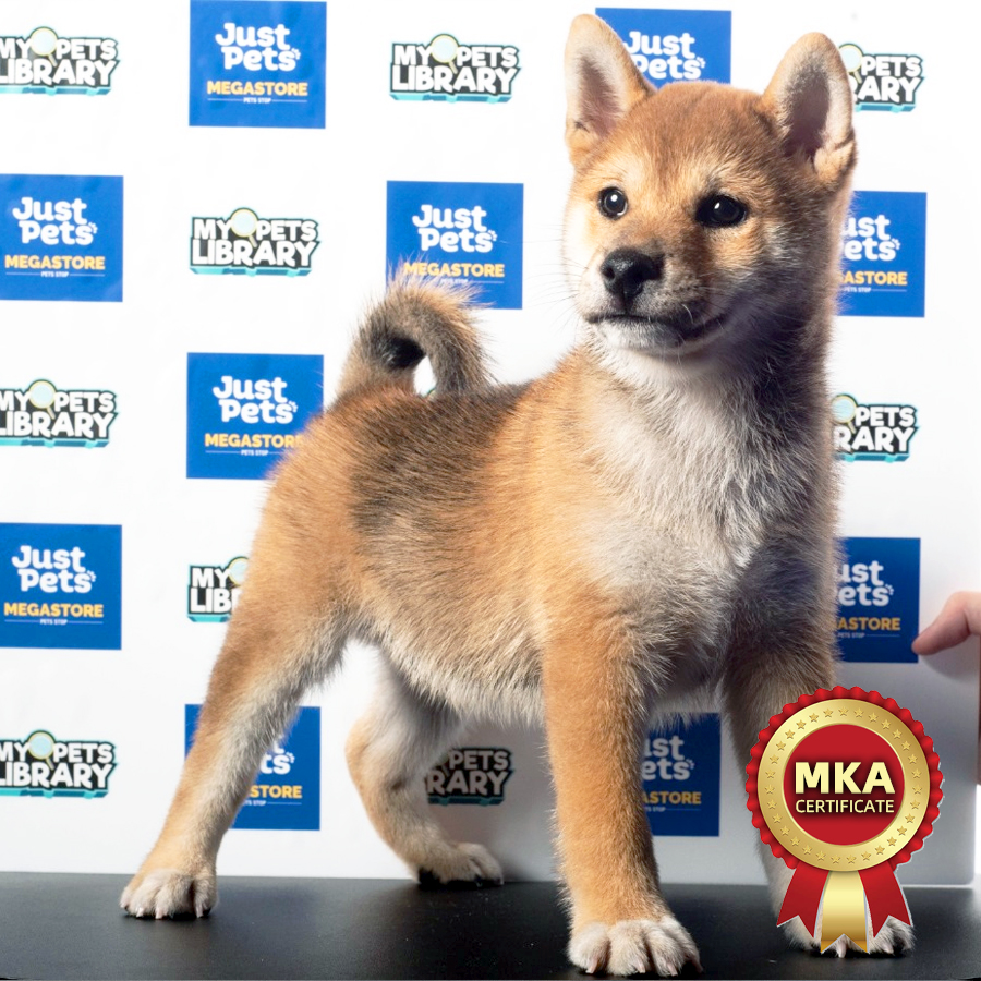 MKA Shiba Inu Puppy (Male) For Sale