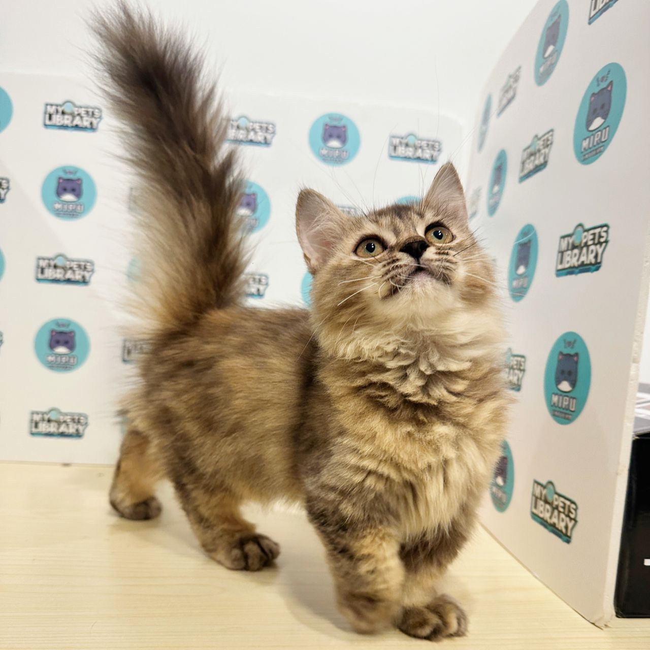 Super Short Munchkin Longhair Kitten (Female) For Sale