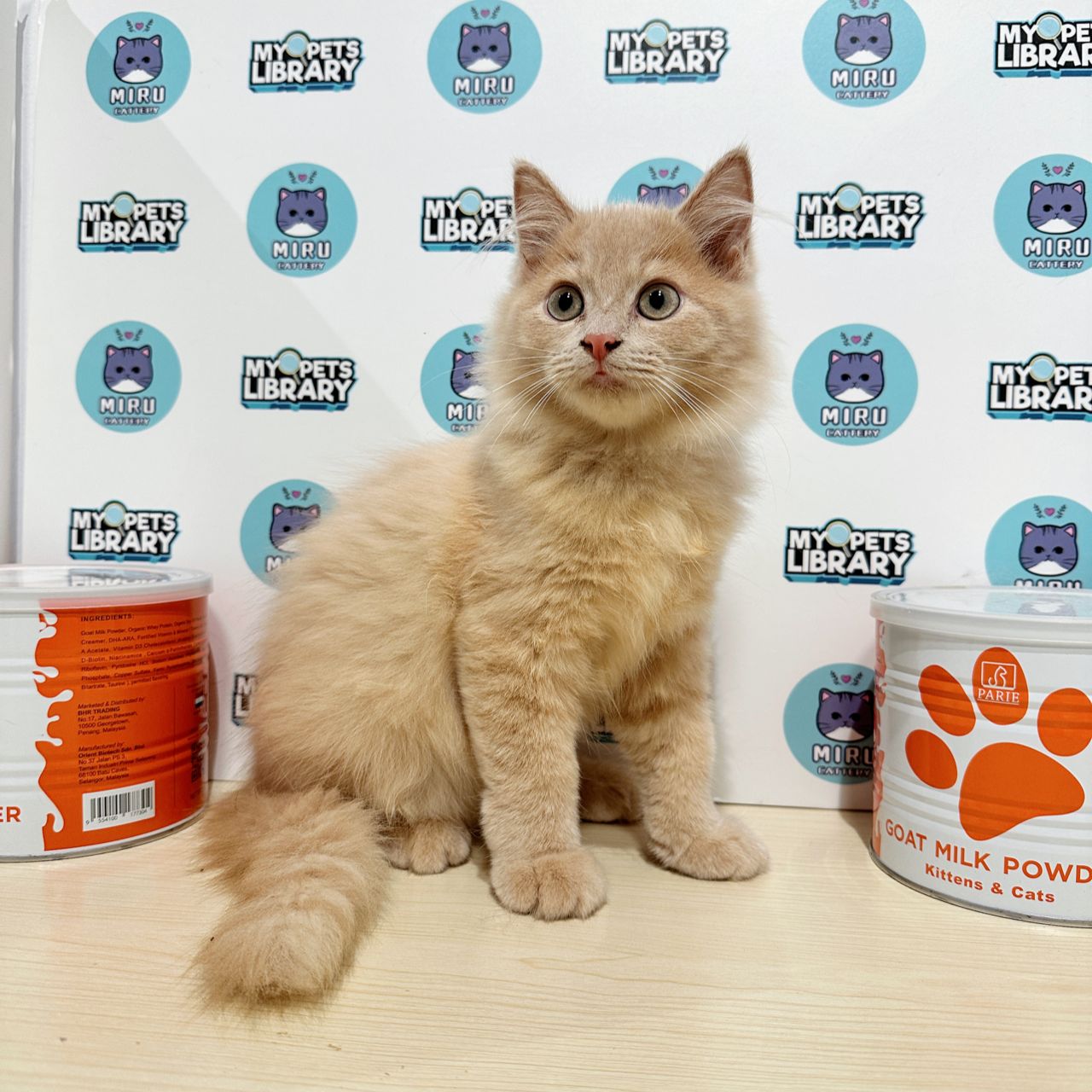 Turkish Angora Persian Kitten (Male) For Sale