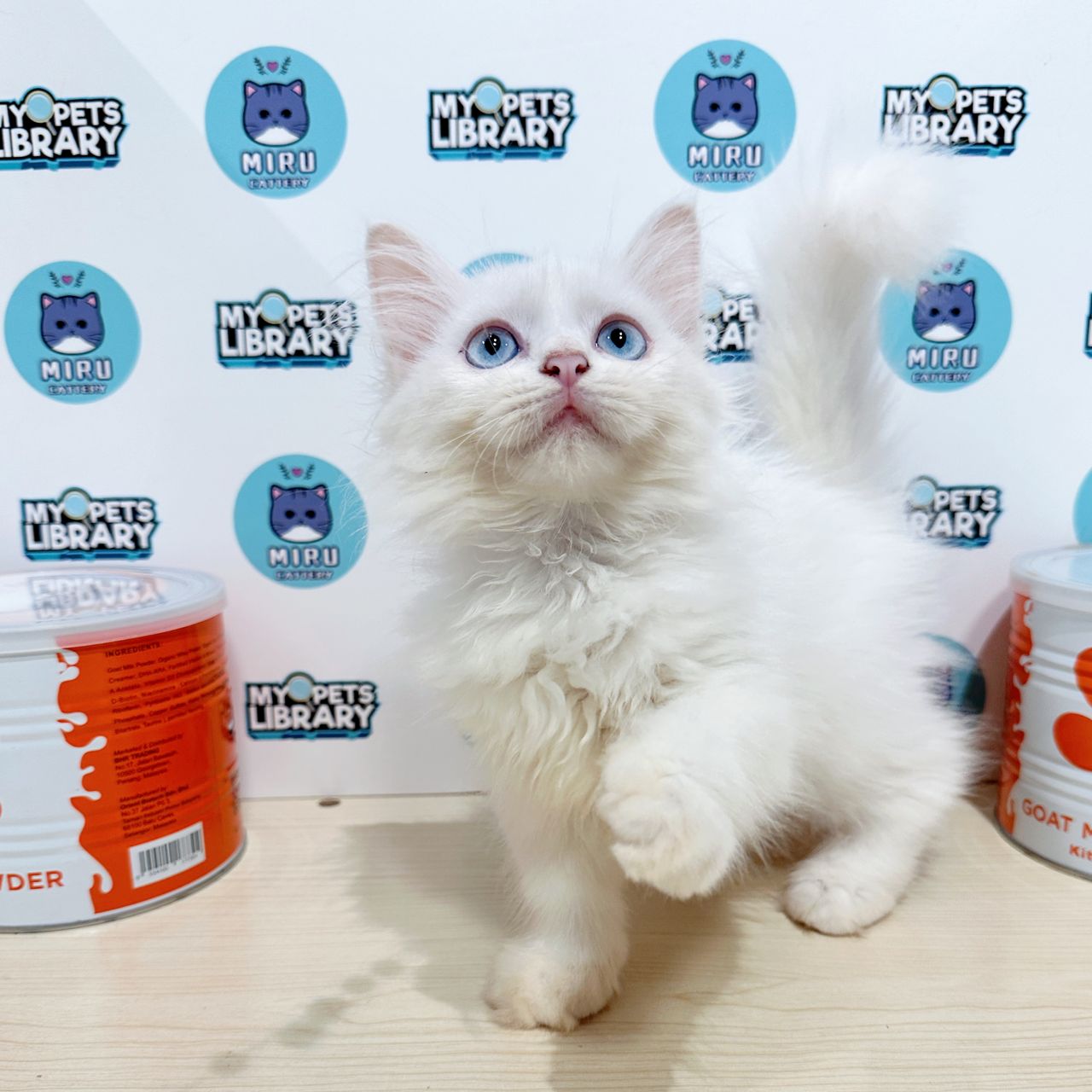 Turkish Angora Persian Kitten (Female) For Sale