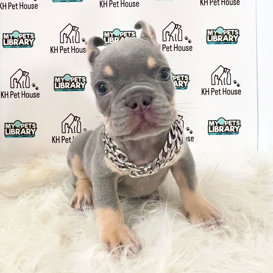 French Bulldog Puppy (Female) For Sale