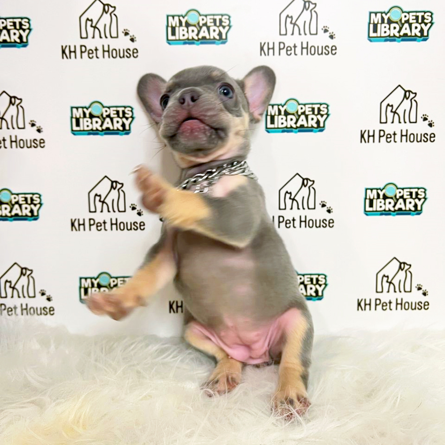 French Bulldog Puppy (Male) For Sale