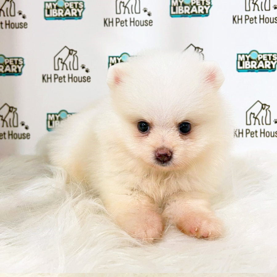 Tiny Pomeranian Puppy (Male) For Sale