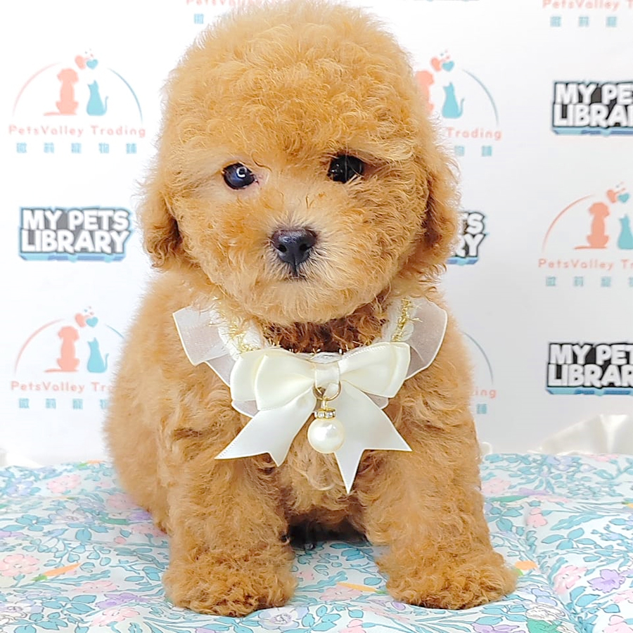 Tiny Poodle Puppy (Male) For Sale
