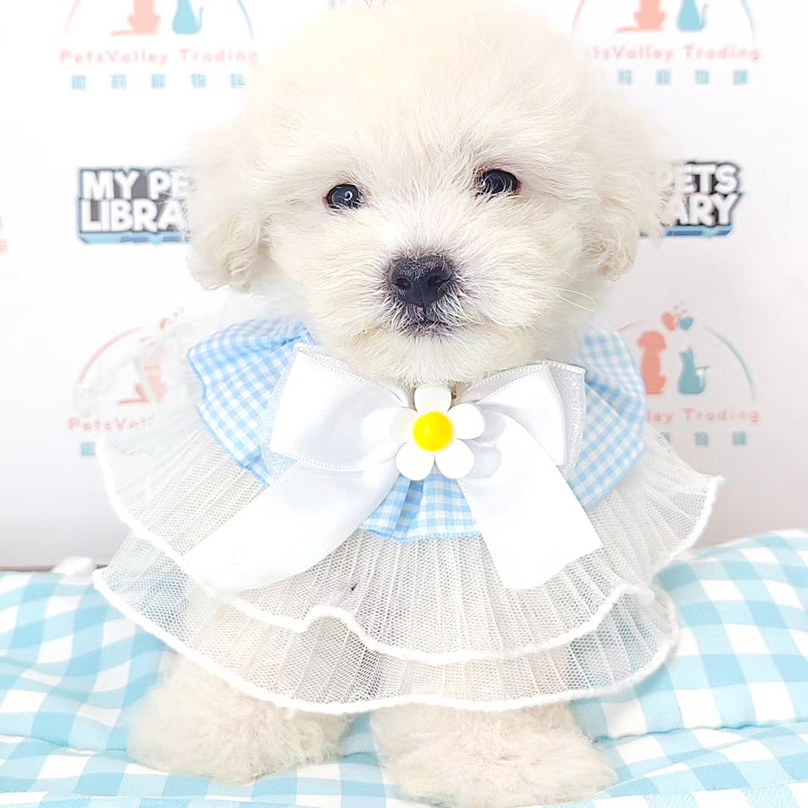 Tiny Poodle Puppy (Male) For Sale