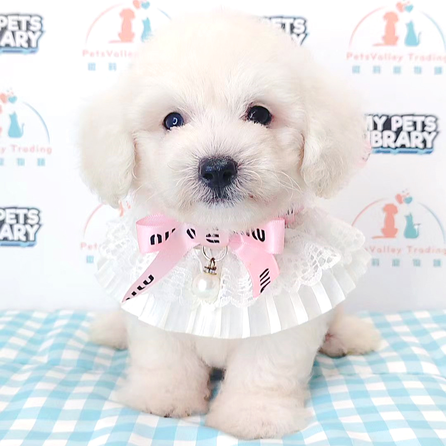 Tiny Poodle Puppy (Male) For Sale