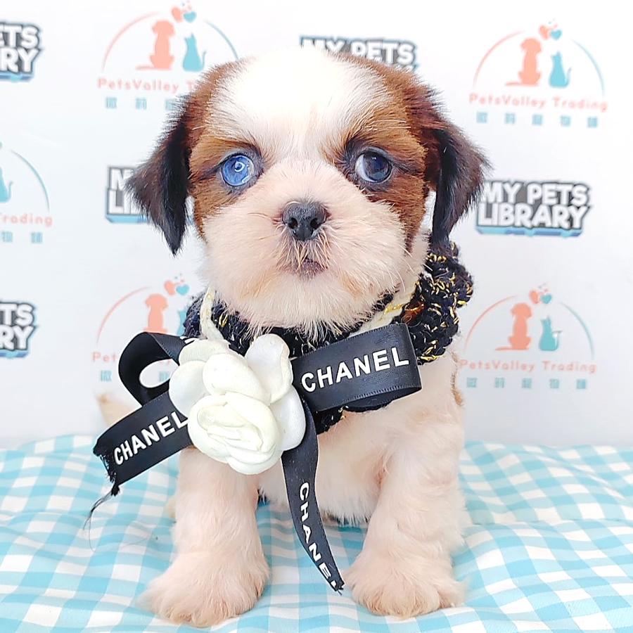 Shih Tzu Puppy (Male) For Sale