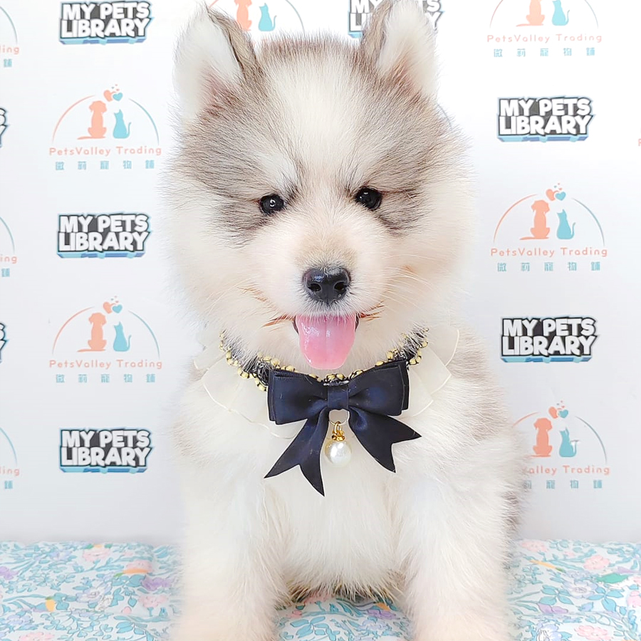 Wooly Husky Puppy (Male) For Sale