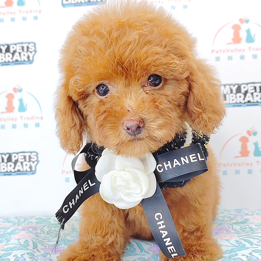 Tiny Poodle Puppy (Male) For Sale