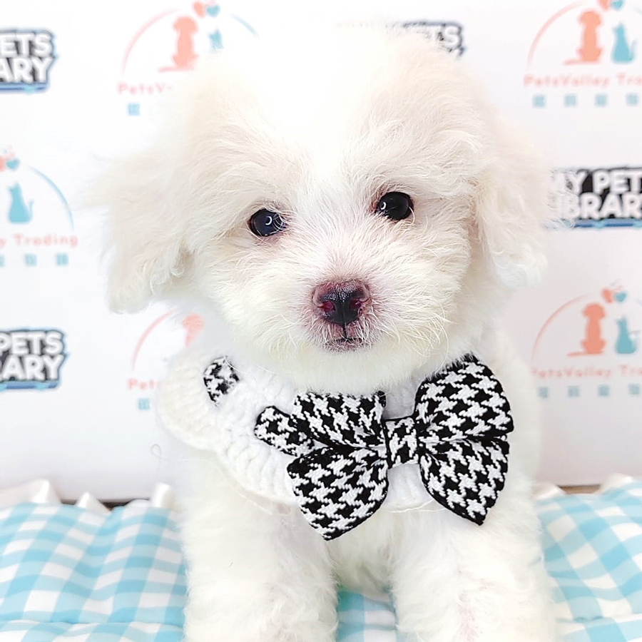 Maltipoo Puppy (Male) For Sale