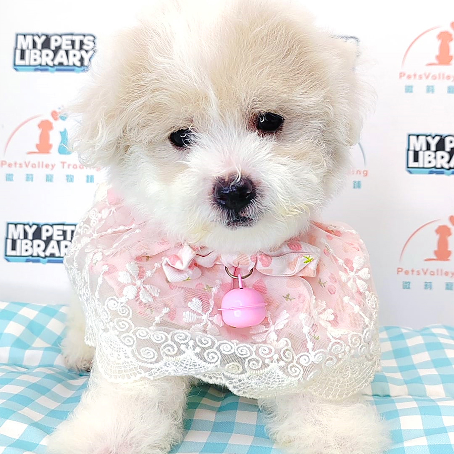 Maltipoo Puppy (Male) For Sale