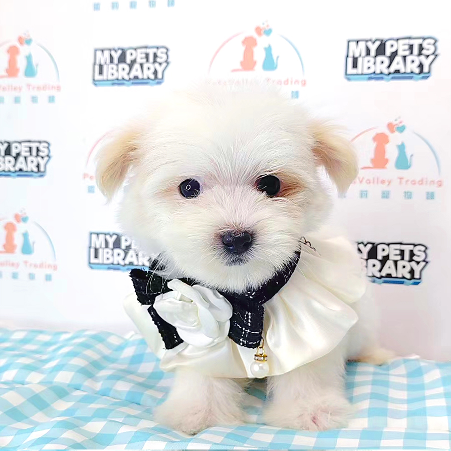 Maltipoo Puppy (Female) For Sale