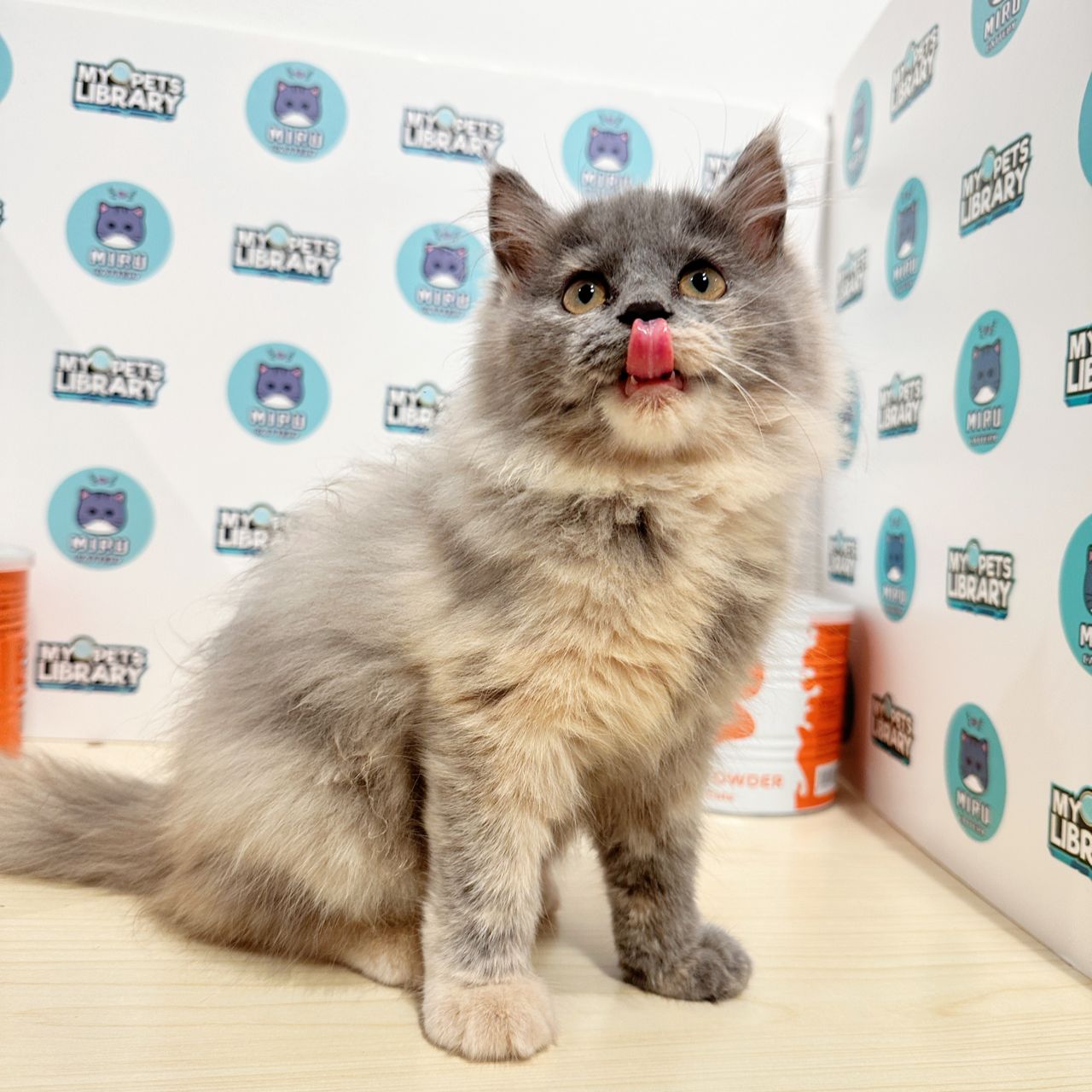 Persian Kitten (Female) For Sale