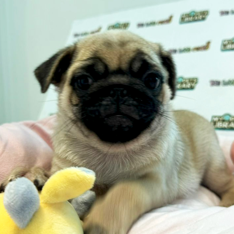 Pug Puppy (Female) For Sale